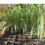 毕业于985高校，相关成果发表在Cell、Nature等顶级期刊，他将主讲植物科研绘图课程