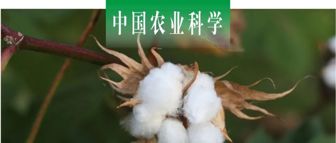 中国农业科学 | 山西农大棉花所马燕斌课题组 抗虫与耐草甘膦转基因棉花株系的抗性评价与遗传稳定分析