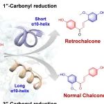 叶敏团队揭示植物反式查耳酮生物合成新机制