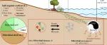 Functional Ecology | 华东师大许媛副研究员团队：中国滨海湿地微生物残体碳的空间分布及驱动因素研究
