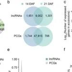 Adv Sci丨南京农业大学宋庆鑫研究发现lncRNAs参与种子重量调控的复杂机制