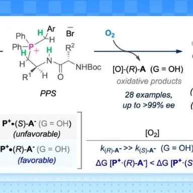 【ACS Catal.】川大王天利教授/南科大余沛源教授：通过肽季鏻盐催化下氧气触发的动力学拆分实现轴手性酚的对映选择性合成