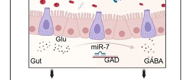 Cell Reports | 东南大学凌琳等揭示miRNA-GABA通过调节中肠稳态影响雌性埃及伊蚊生殖能力和摄食行为