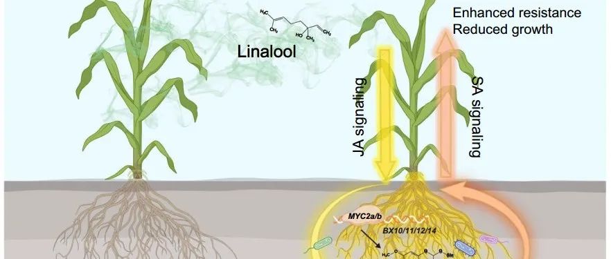 浙江大学连发两篇Science