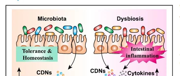 Immunity | ILC3通过STING感知肠道微生物并促进免疫耐受