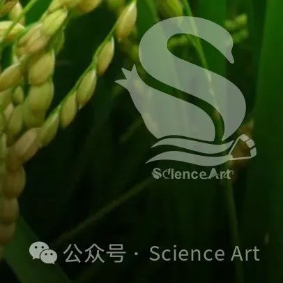 PNAS | CRISPR/Cas9创建了一系列缺失突变体株系，发现水稻Ghd7受红光诱导的远端顺式调控区域
