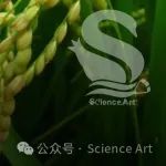 Nat plants | 华中农大周道绣团队发现ALKBH1拮抗PRC2从而调控染色质结构和胁迫耐受性