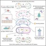 Cell Host & Microbe | 南科大傅暘团队在精准抗菌研究领域取得进展