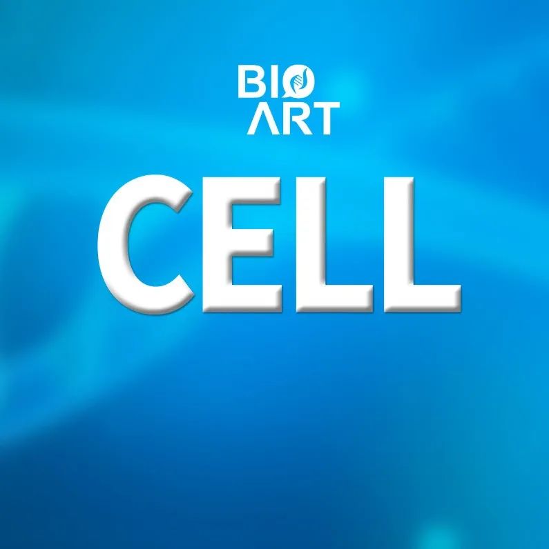 Cell | 陈婷团队揭示成纤维细胞膜电位信号调控毛发生长的机制