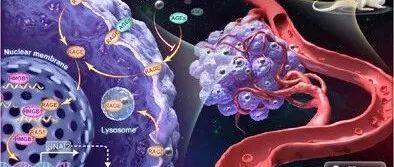 文献分享 | AM | 糖化ECM衍生的碳点通过破坏RAGE核易位及其与HMGB1的相互作用来抑制肿瘤血管生成拟态