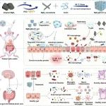 ACS Nano：MgB2@菊粉凝胶可实现氢气疗法和脂多糖捕获以通过肠-脑轴逆转结肠炎及其相关精神并发症