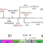 Nat Commun | 上海科技大学杨光/梁爱斌研究发现广谱中和抗体可识别冠状病毒中常见的独特表位和特征基序