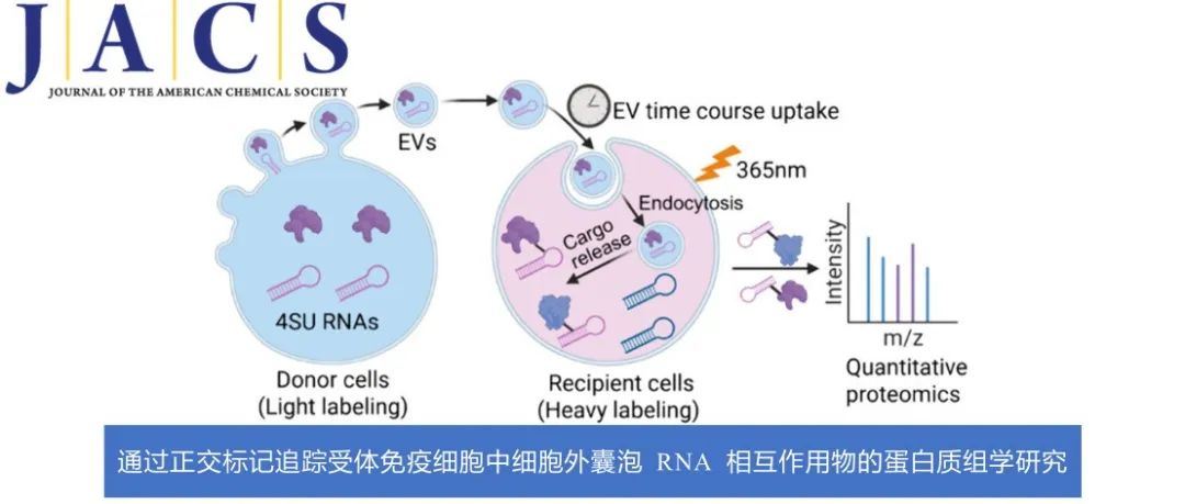 JACS | 通过正交标记追踪受体免疫细胞中细胞外囊泡 RNA 相互作用物的蛋白质组学研究