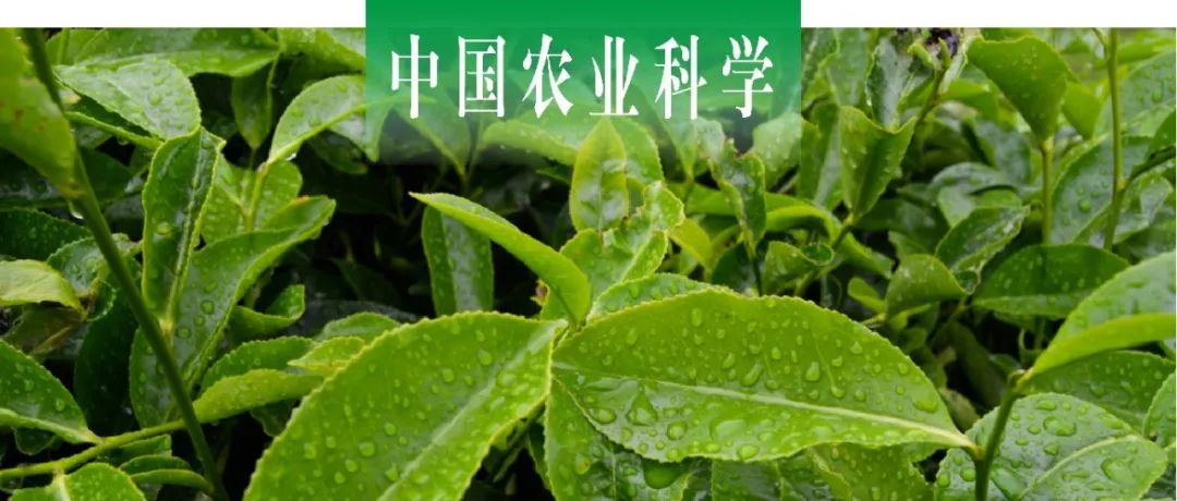 中国农业科学 | 华南农大陈忠正课题组筛选茶树‘英红9号’乙胺合成关键酶基因CsAlaDC转录因子