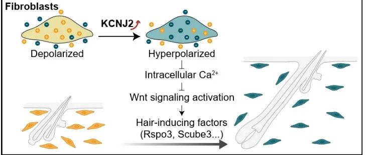 Cell | 北京生命科学研究所陈婷团队揭示成纤维细胞膜电位信号调控毛发生长的机制