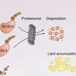 J Hepatol | 南京医科大学王学浩等人研究发现靶向eIF3f-ACSL4脂肪酸合成轴可延缓肝细胞癌进展并增强PD-1疗效