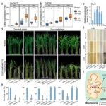 广西大学联合西南大学在Nature子刊发表研究成果，揭示转座子调控植物耐冷新机制