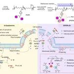 浙江大学周泉研究员《ACS Nano》：成功开发具有焦亡执行蛋白功能的合成高分子