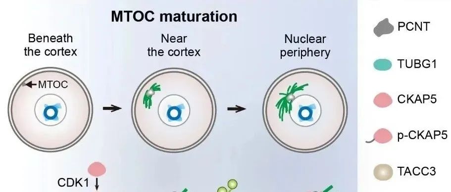 【科技前沿】Science Bulletin | 复旦大学王磊/桑庆/武田宇团队揭示卵母细胞MTOC成熟机制