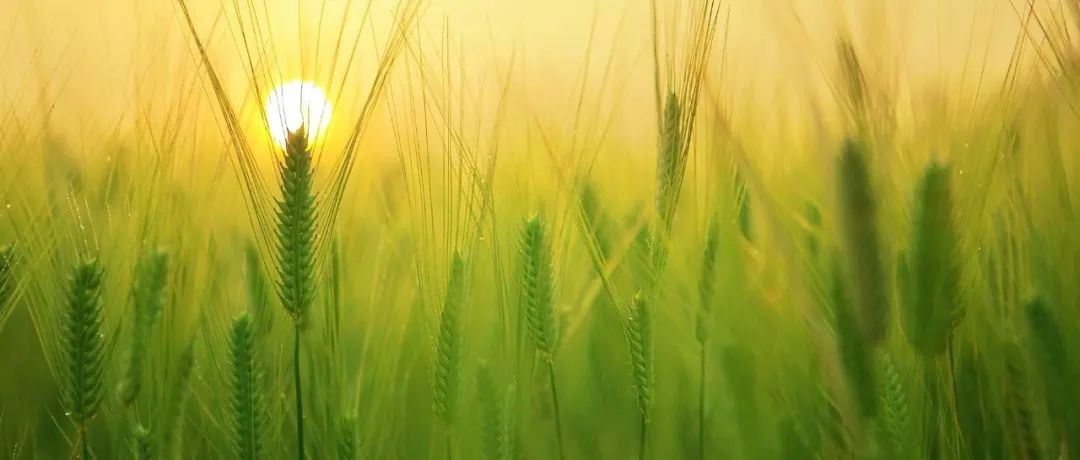 刚刚，我国植物科学领域连发两篇Nature Plants