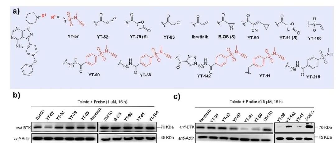 Angew. Chem. Int. Ed. | 化学蛋白质组学揭示RBBP7是支持靶向蛋白质降解的新型E3连接酶