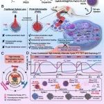 ACS Nano：分子堆积@无限配位聚合物纳米复合材料用于肿瘤连续高强度光热-热动力交替循环治疗和化疗