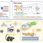 JACS: 抗铁磁性双锰催化剂靶向氧化应激缓解角膜碱烧伤后新生血管化