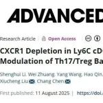 Adv Sci丨同济大学陈昶等团队研究揭示Ly6C+ cDC2s促进急性肺损伤进展和消退的详细机制