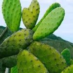仙人掌果肉有奇效？能抗脂肪肝！最新研究｜不同品种果肉果皮提取物可减少肝细胞脂滴，Colorada品种尤为亮眼