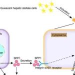 Hepatology | 上海交通大学范广建等团队发现肝纤维化新机制YB-1GLI2通路激活星状细胞