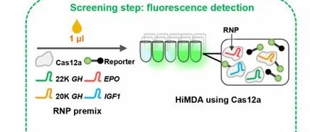 Sci.Adv. &#166;通过CRISPR/Cas12a系统结合血液直接PCR技术对基因和细胞兴奋剂进行高通量多路检测