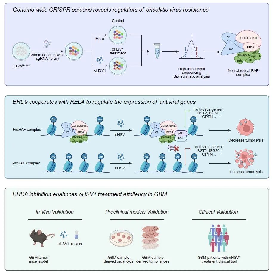 Cell Reports Medicine | 西湖大学谢琦团队等合作发现靶向BRD9可增强胶质母细胞瘤溶瘤病毒疗法疗效