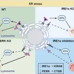 J Biol Chem | 中国科学院生物物理研究所王立堃研究组发现未折叠蛋白响应调控外泌体分泌的新机制
