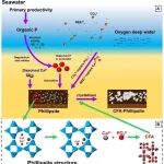 广东工业大学袁鹏团队合作PNAS：深海沉积物中共生型自生磷灰石矿物的发现及其磷汇效应