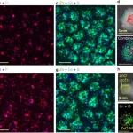 TEM图像处理软件DigitalMicrograph下载：SAED衍射标定、晶面间距、EELS分析、元素标定、上色、衬度调整等