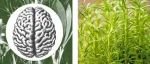 中国痴呆发病率飙升300%！中山大学最新：改变《柳叶刀》提出的12大因素，中国超60%痴呆可预防