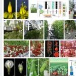 文献解读｜Cell：中国科学院遗传与发育生物学研究所许操研究组发布机器人育种家“吉儿”系统