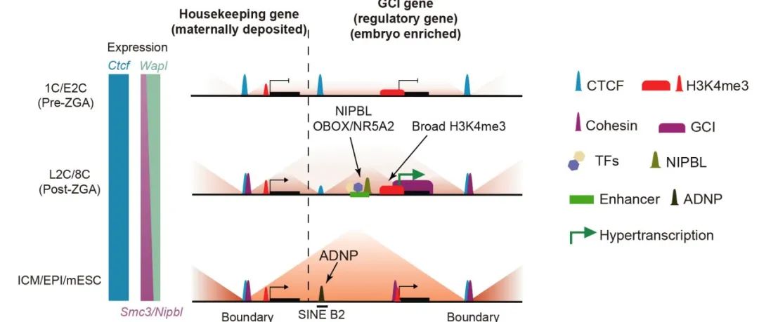 Nature | 清华大学颉伟课题组揭示哺乳动物早期胚胎中染色质高级结构重建与胚胎超转录机制以及相互促进关系