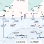 Nat Commun | 四川大学生物治疗全国重点实验室张敦房研究员团队在揭示Treg 细胞疗法导致促炎Th17 细胞分化的机制