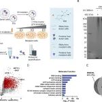 J. Am. Chem. Soc. | 通过正交标记追踪受体免疫细胞中外泌体 RNA 相互作用蛋白的组学研究