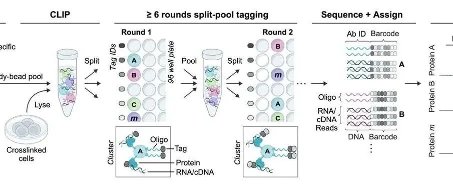 Cell | SPIDR 能够对 RNA-蛋白质相互作用进行多重鉴定，并揭示细胞应激选择性翻译抑制的机制
