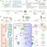 Angew：分子转子基近红外二区TICTgens可实现线粒体靶向细胞焦亡诱导和免疫治疗的多模态监测