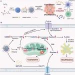 Biomaterials：基于铜金属-有机框架的多面策略可协同铜死亡和双硫死亡以增强癌症治疗