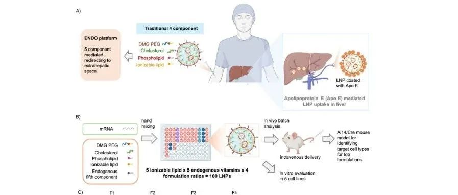 Adv. Mater. | 通过重编程内源性靶向脂质纳米颗粒（ENDO），实现mRNA向胰腺的系统递送