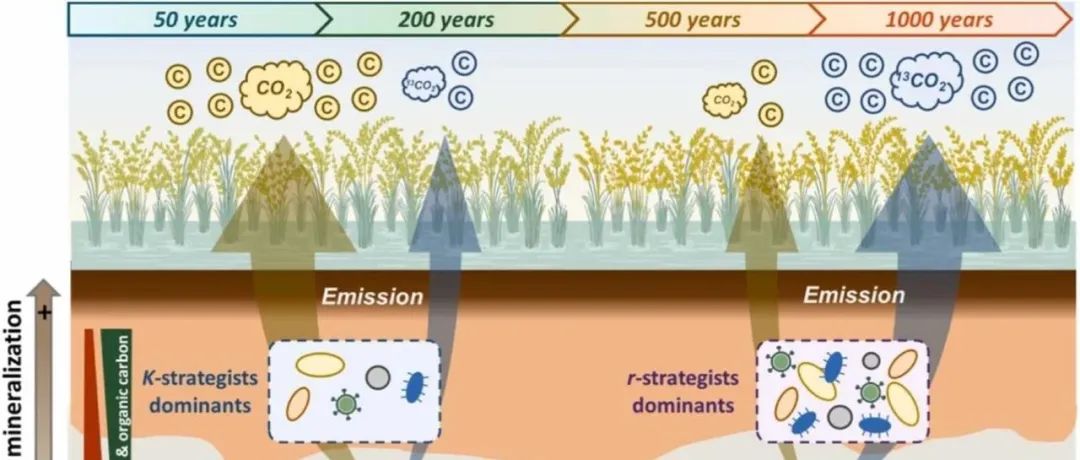 盐碱地SOC矿化丨SOIL TILL RES：千年水稻种植对盐渍稻田土壤中取决于深度的有机碳矿化及微生物生命策略的影响