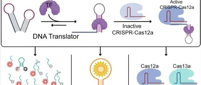 JACS &#166;转录因子通过可结构转换的DNA翻译器来调控合成型CRISPR系统
