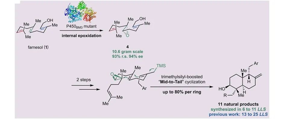 阅读 Science丨酶工程和化学反应完美融合实现杂萜天然产物极简合成