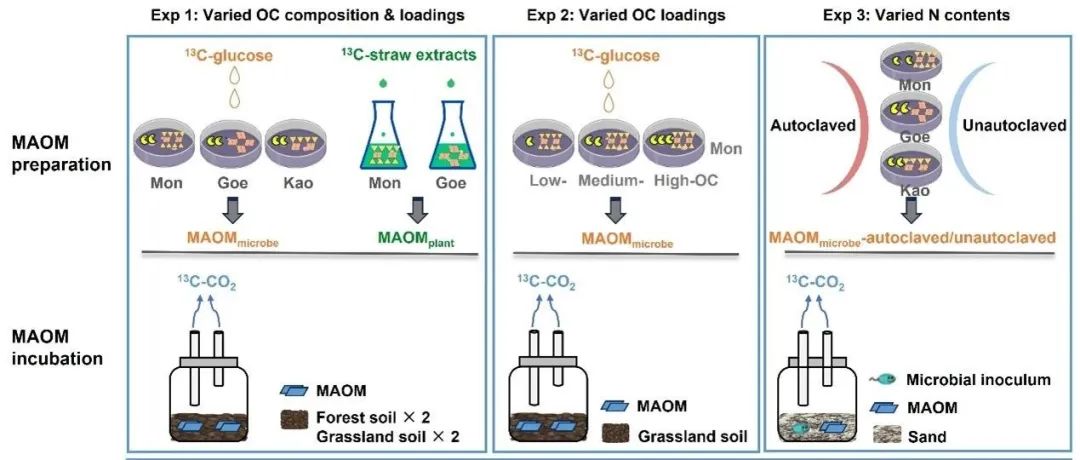 GCB | 冯晓娟课题组：富氮微生物源MAOM的快速降解特性