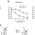 Mol Cancer | 天津医科大学孔德新等团队研究发现Jab1调节三阴性乳腺癌中的PARP抑制剂敏感性