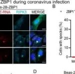 Adv Sci丨深圳湾实验室郑敏等团队研究发现冠状病毒通过协同抑制caspase-8与RIPK3阻断ZBP1介导的细胞死亡